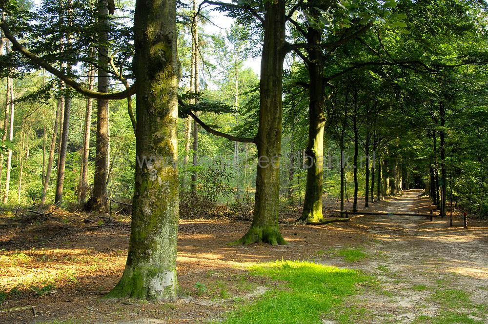 Dorpskern Leersum