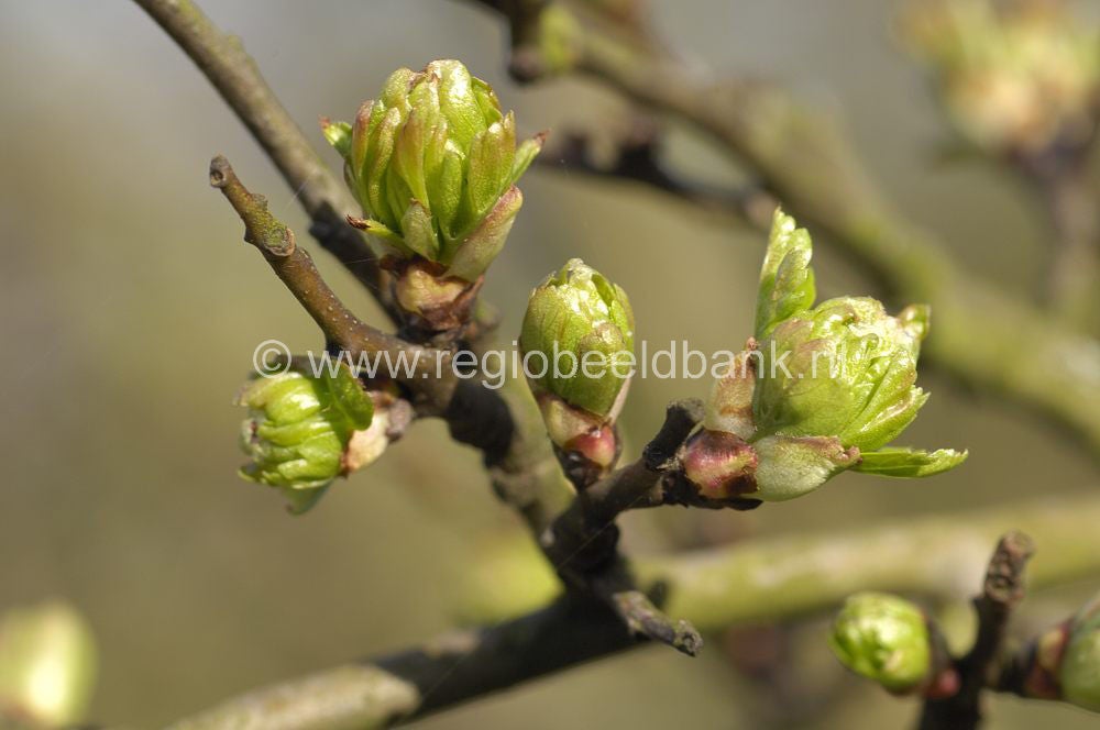 070325_lunteren017-2.jpg