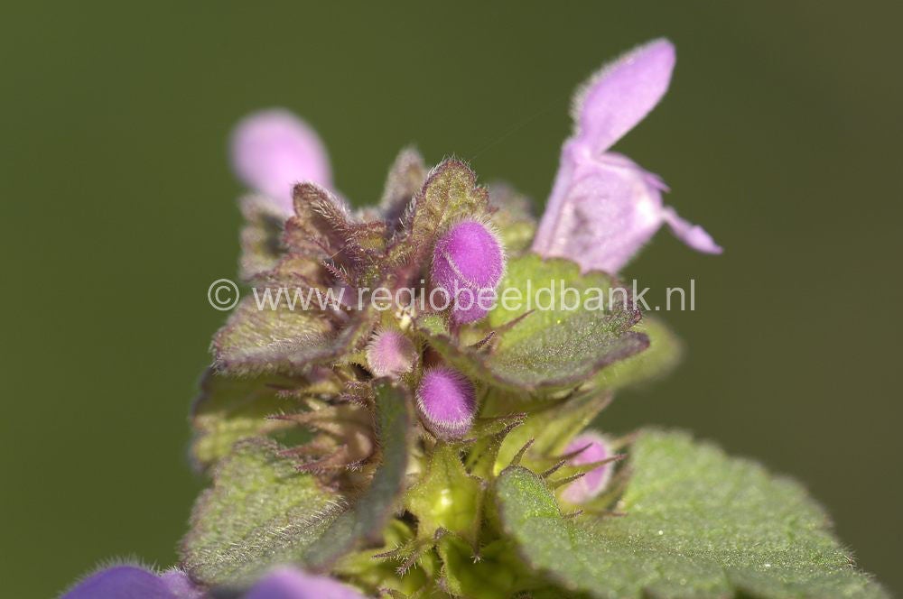 070325_lunteren058-1.jpg