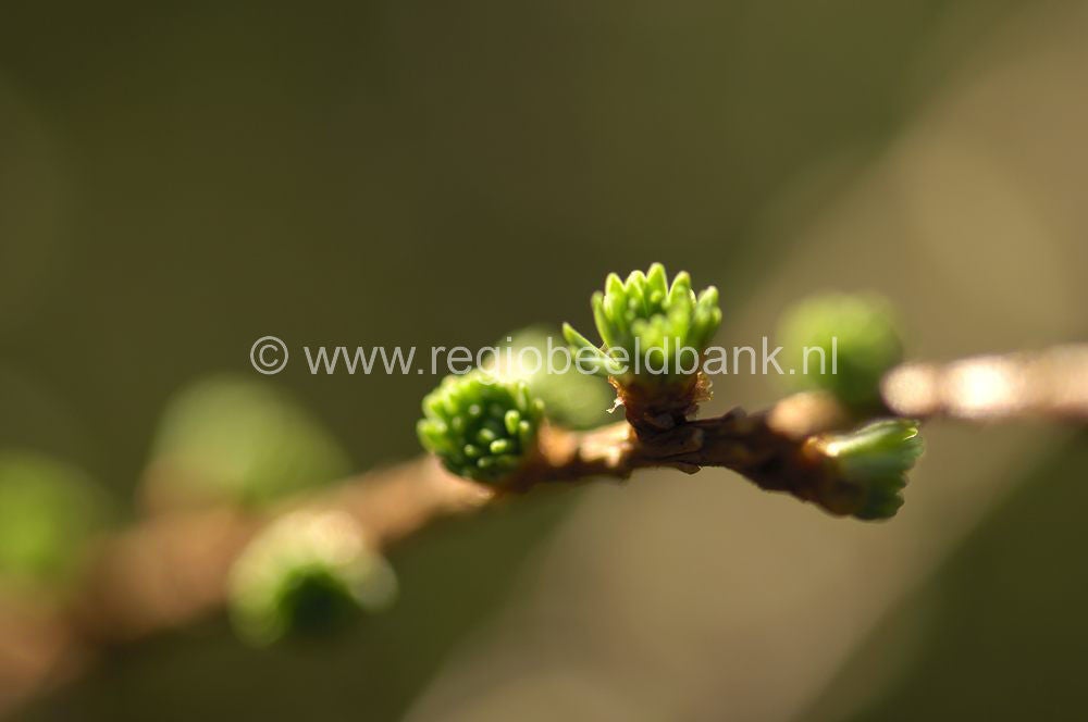 070325_lunteren083-2.jpg