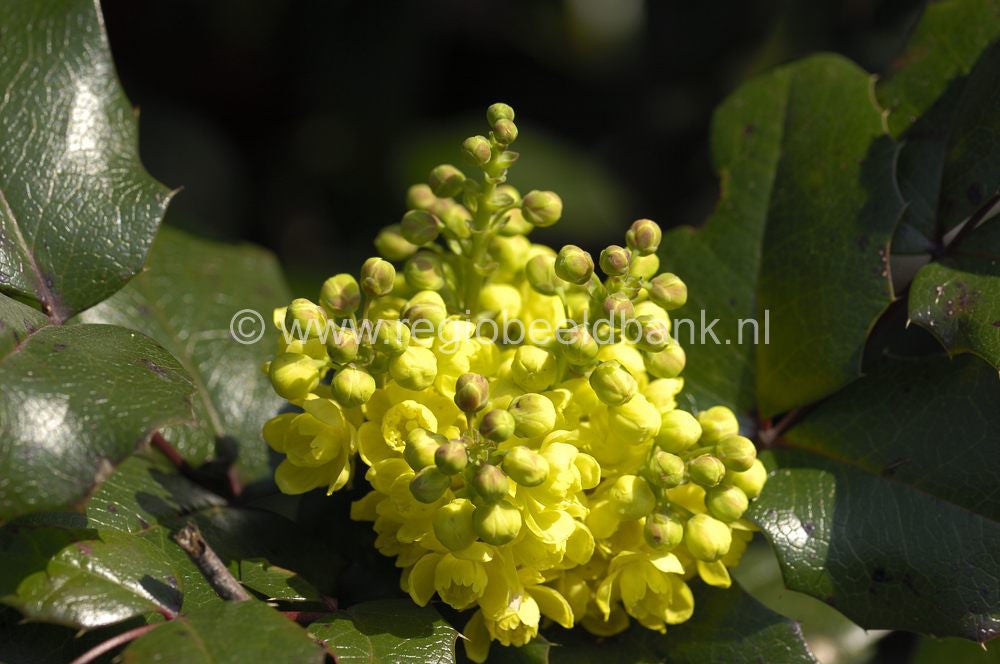 070325_lunteren126-1.jpg