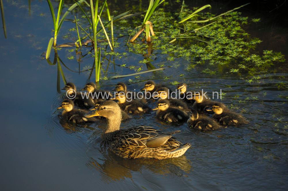 070415geldersevallei005.jpg