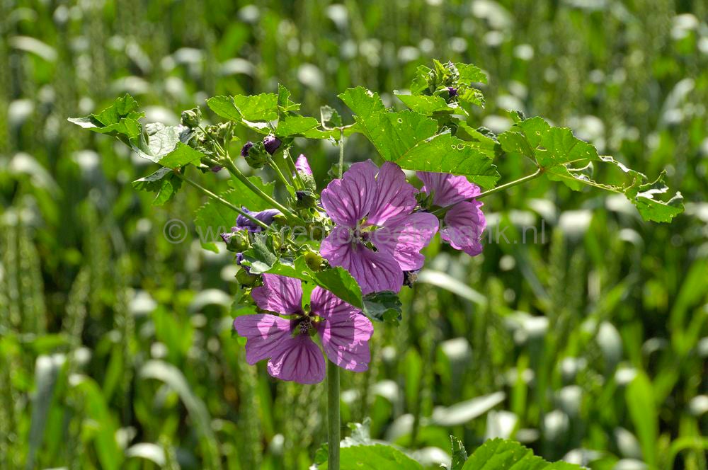 070622_amerongen_cotlandenpad_122-2.jpg