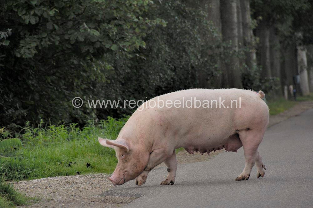 070715_geldersevallei003.jpg