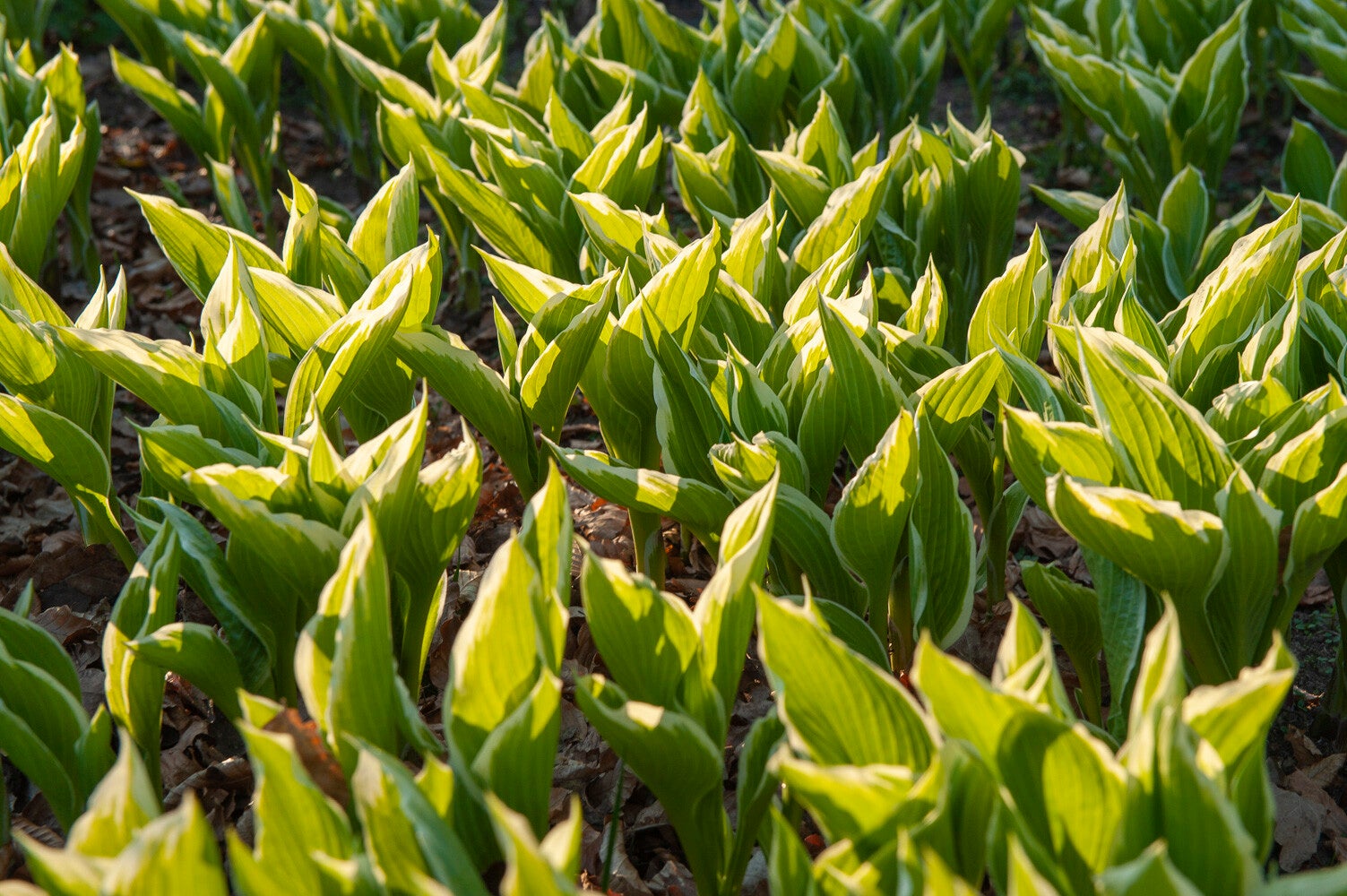 100416_edesegolf_041.jpg