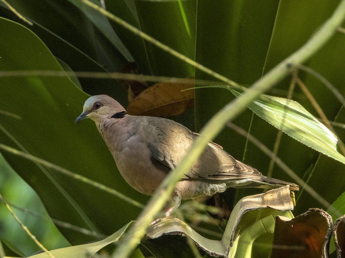 2021_redeyedove.jpg