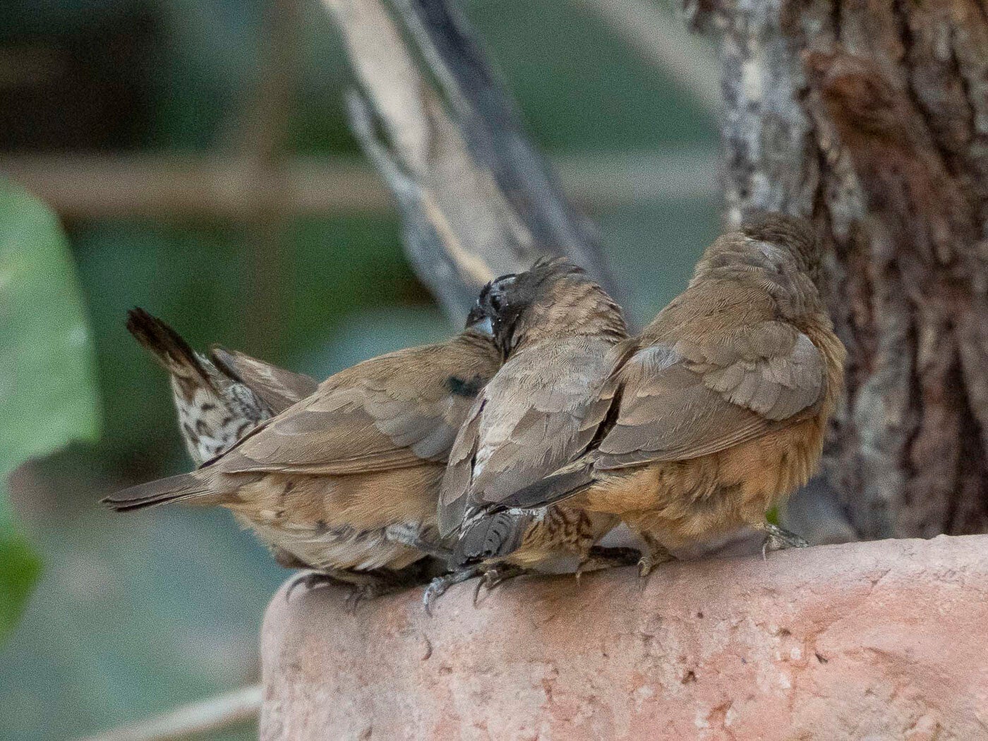 Gambia 2023