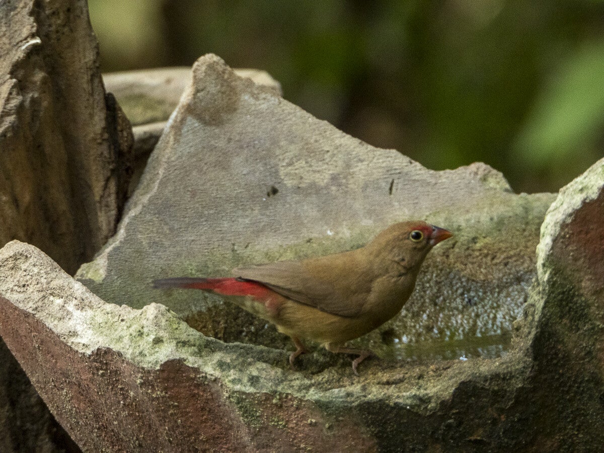 2100_red-billedfirefinch_male.jpg