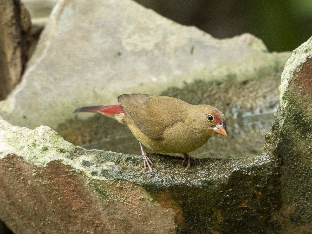 2143_red-billedfirefinch.jpg