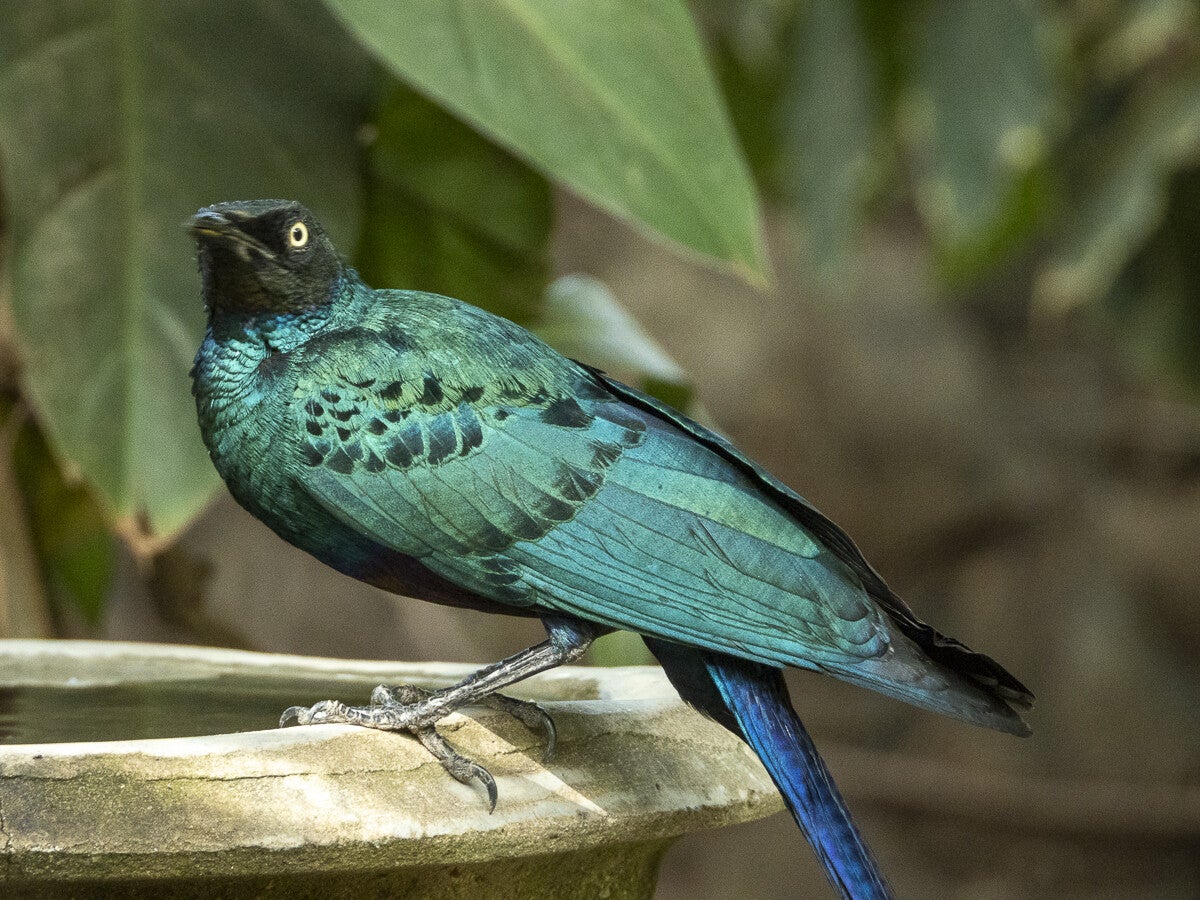 2178_long-tailedglossy-starling_-1.jpg