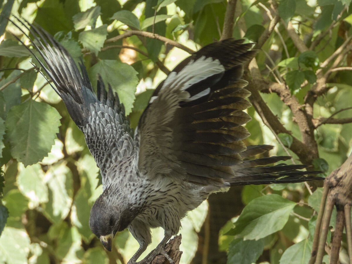 2182_westerngreyplantain-eater.jpg