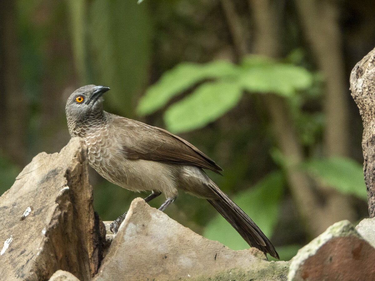 2228_brownbabbler.jpg