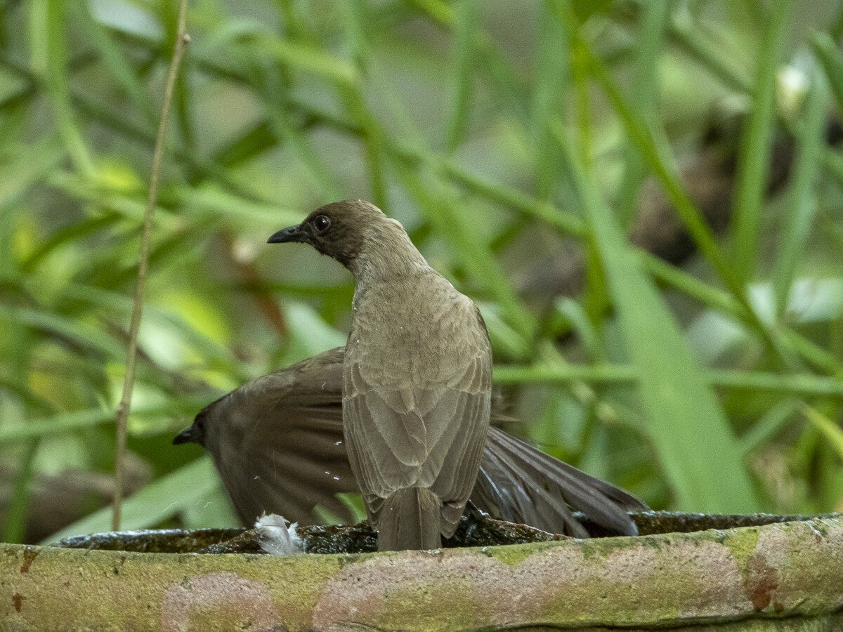2325_bulbul.jpg