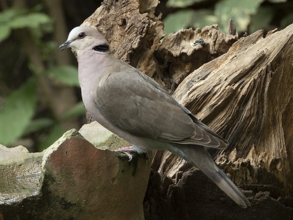 2352_redeyedove.jpg