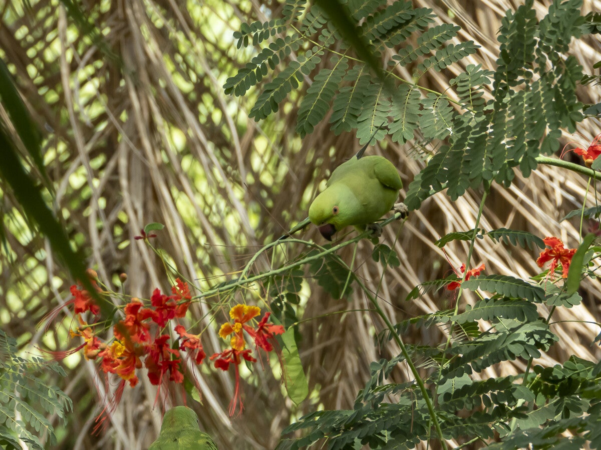 2639_rose-ringedparakeet.jpg