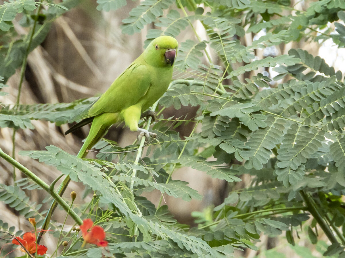 2664_roseringparakeet-1.jpg