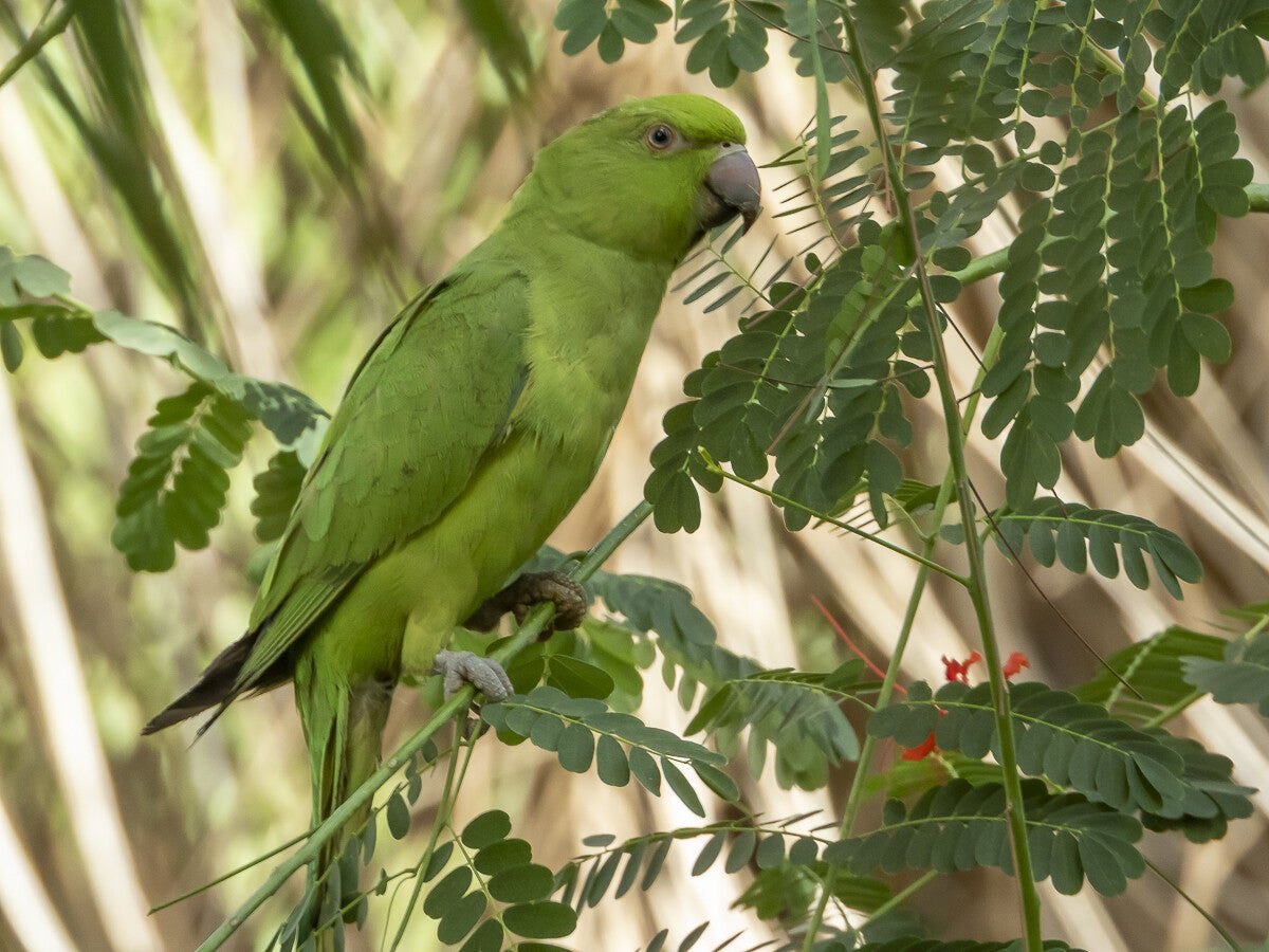 2689_roseringparakeet.jpg