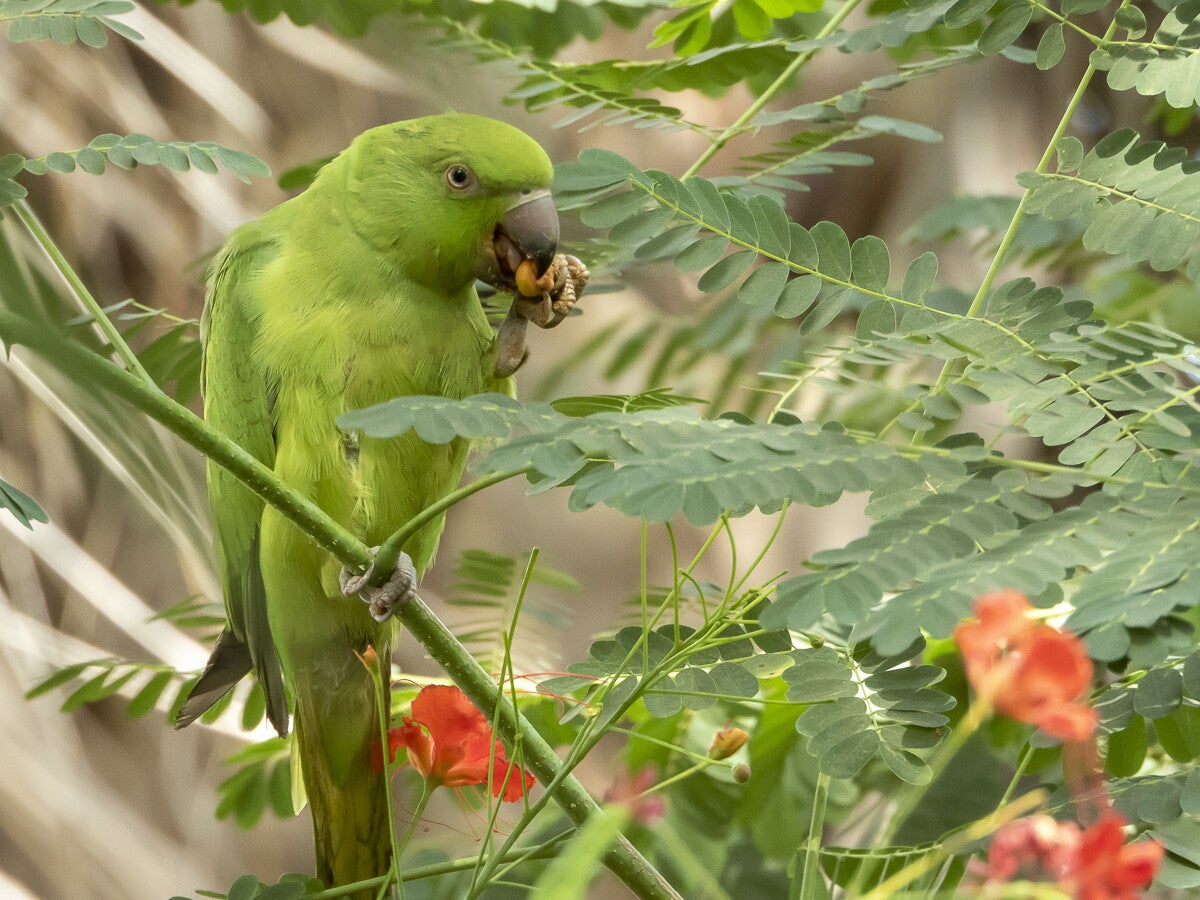 2714_2639_rose-ringedparakeet.jpg