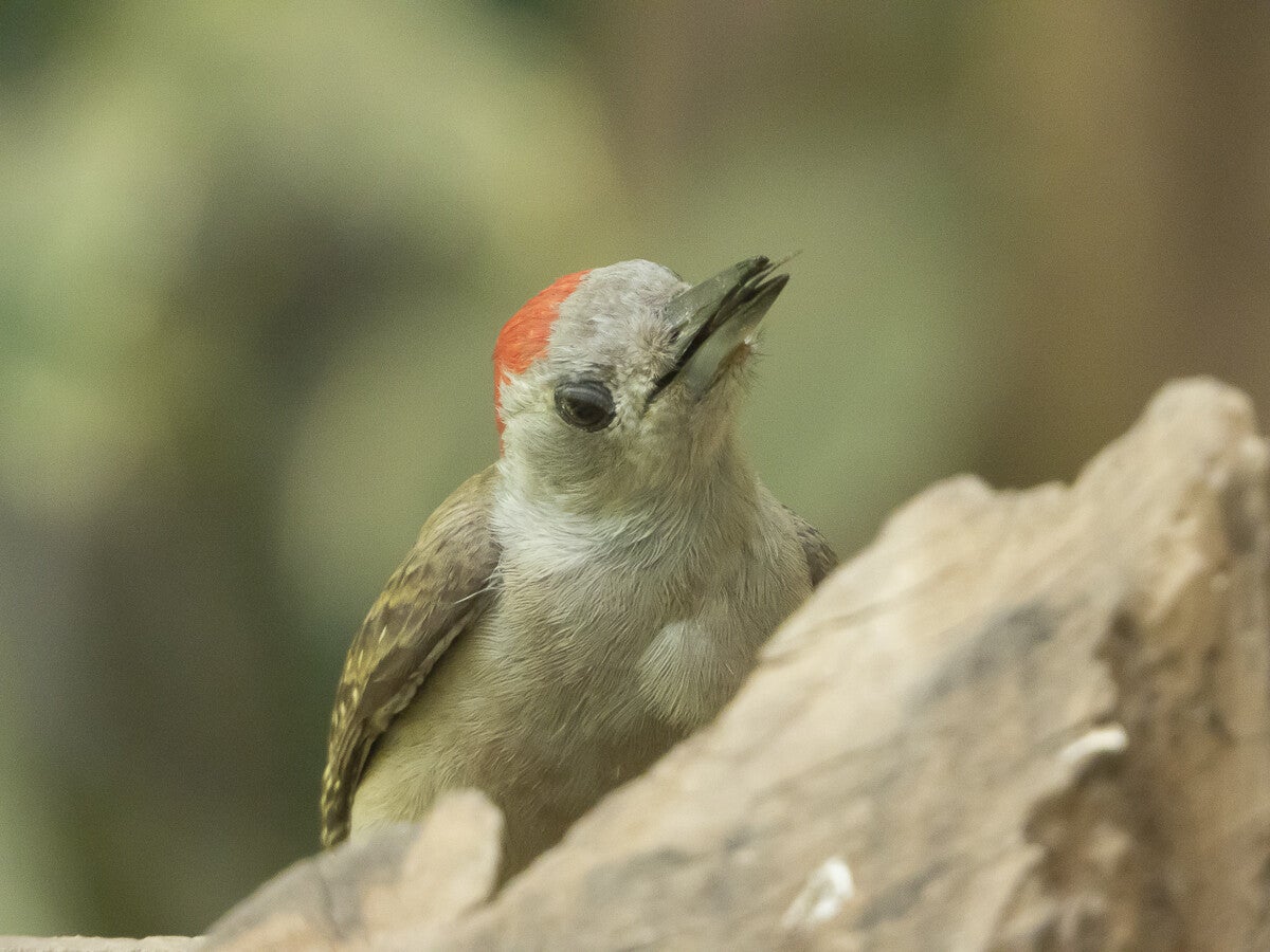 2742_greyheadedwoodpeckemale.jpg