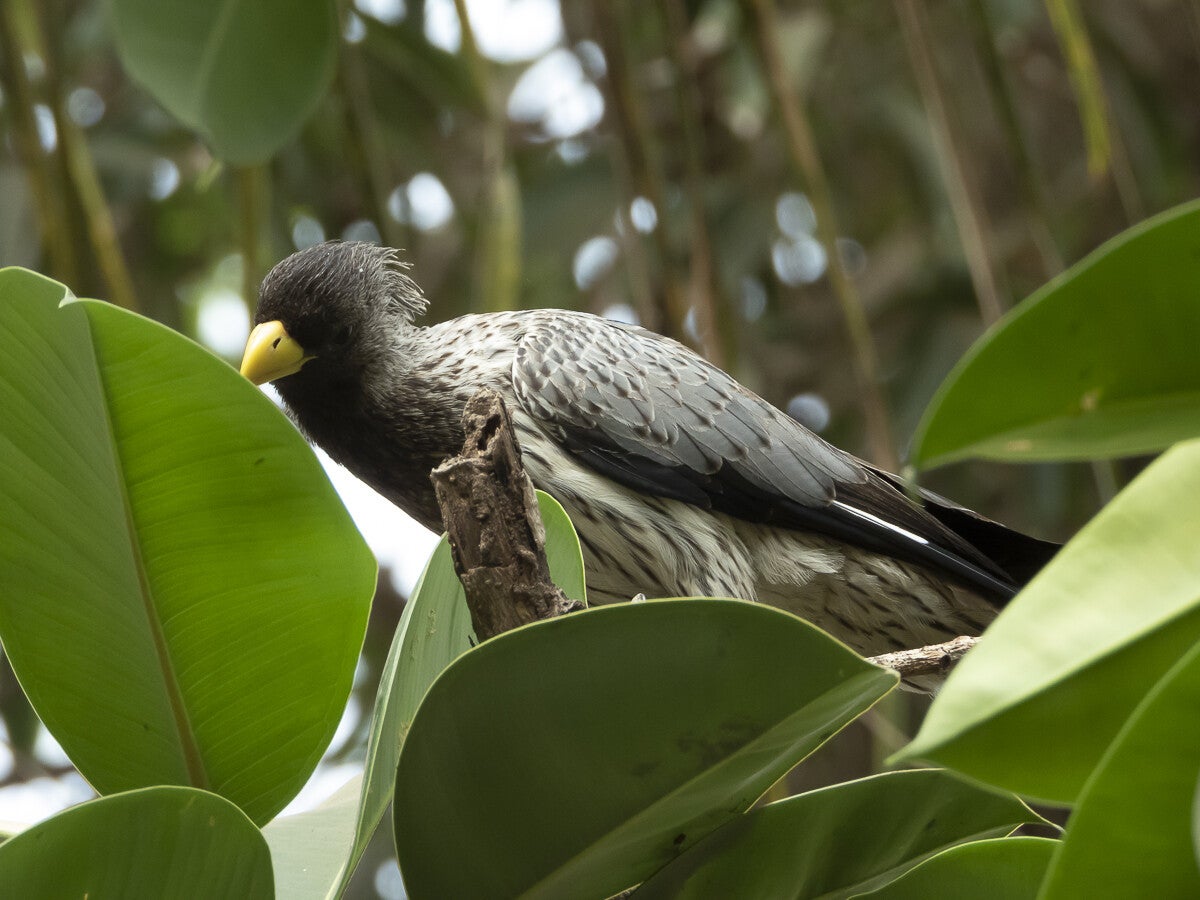 2757_westerngreyplantain-eater.jpg