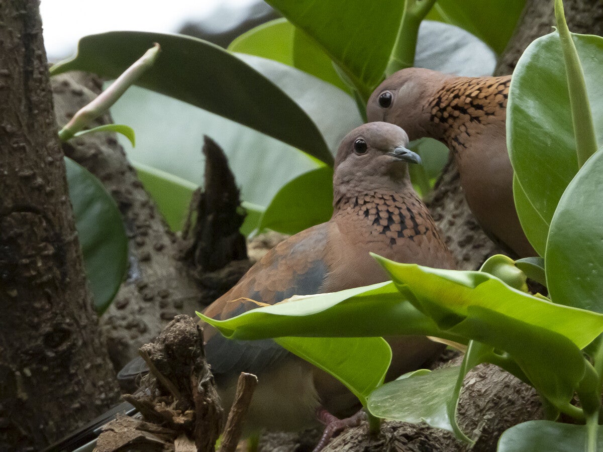 2984_laughingdove.jpg