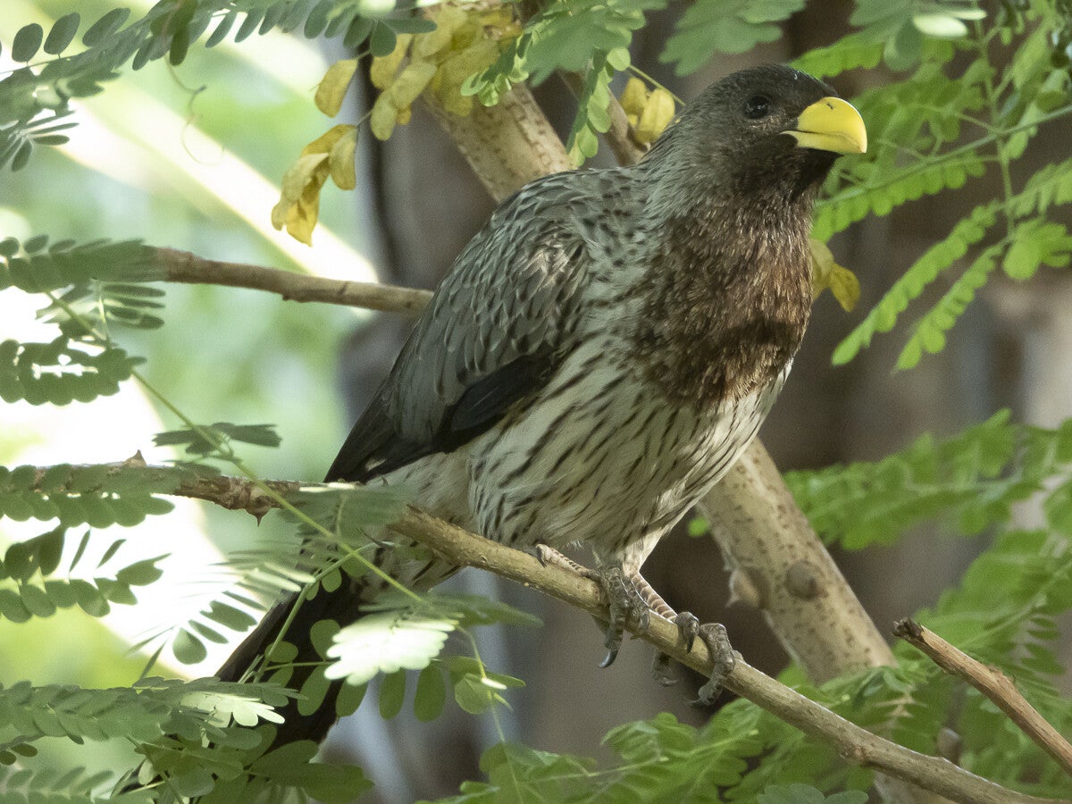 3033_westerngreyplantain-eater.jpg