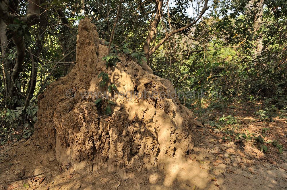 Abuko Forest