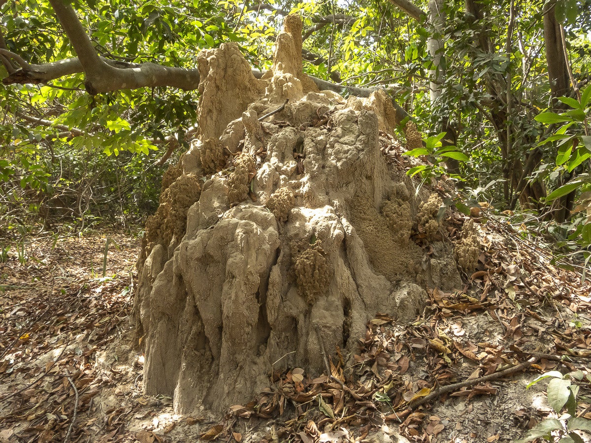 AbukoForest_5634.jpg