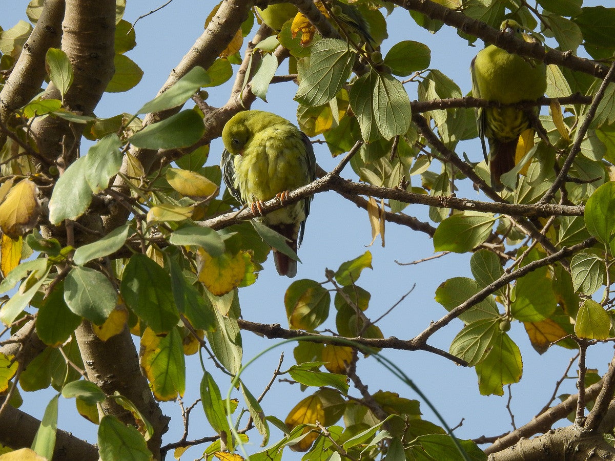 AfricanGreenPigeon_0357.jpg