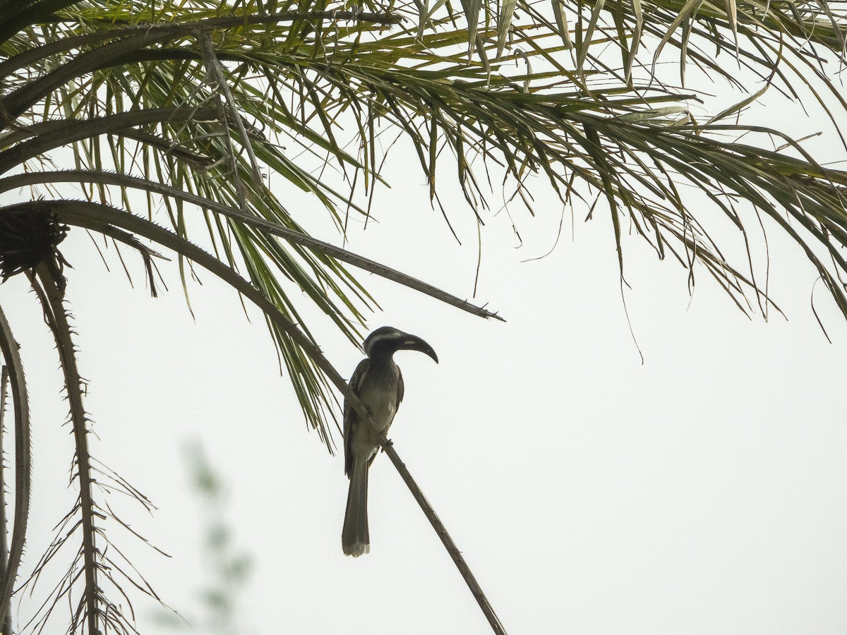 Penyem Forest