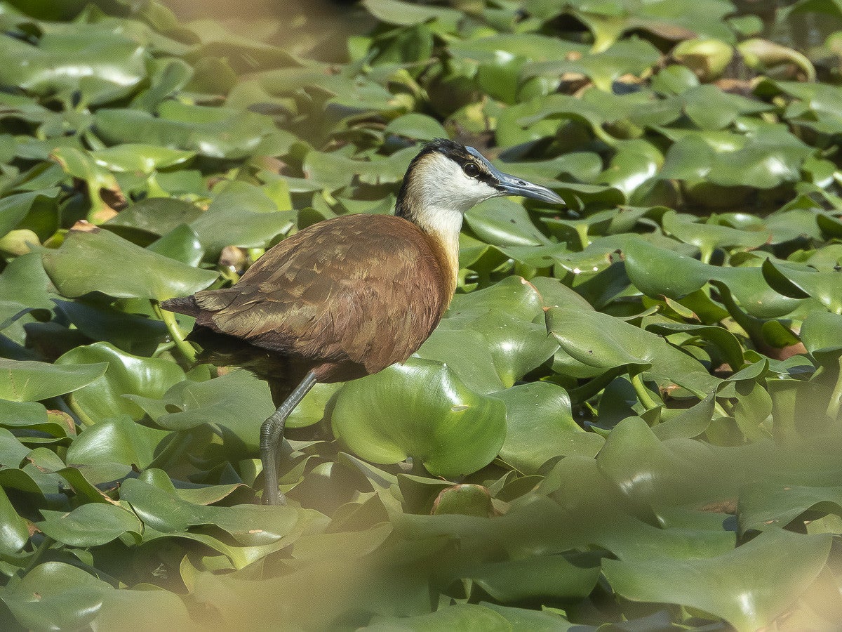 AfricanJacana_0544-1.jpg