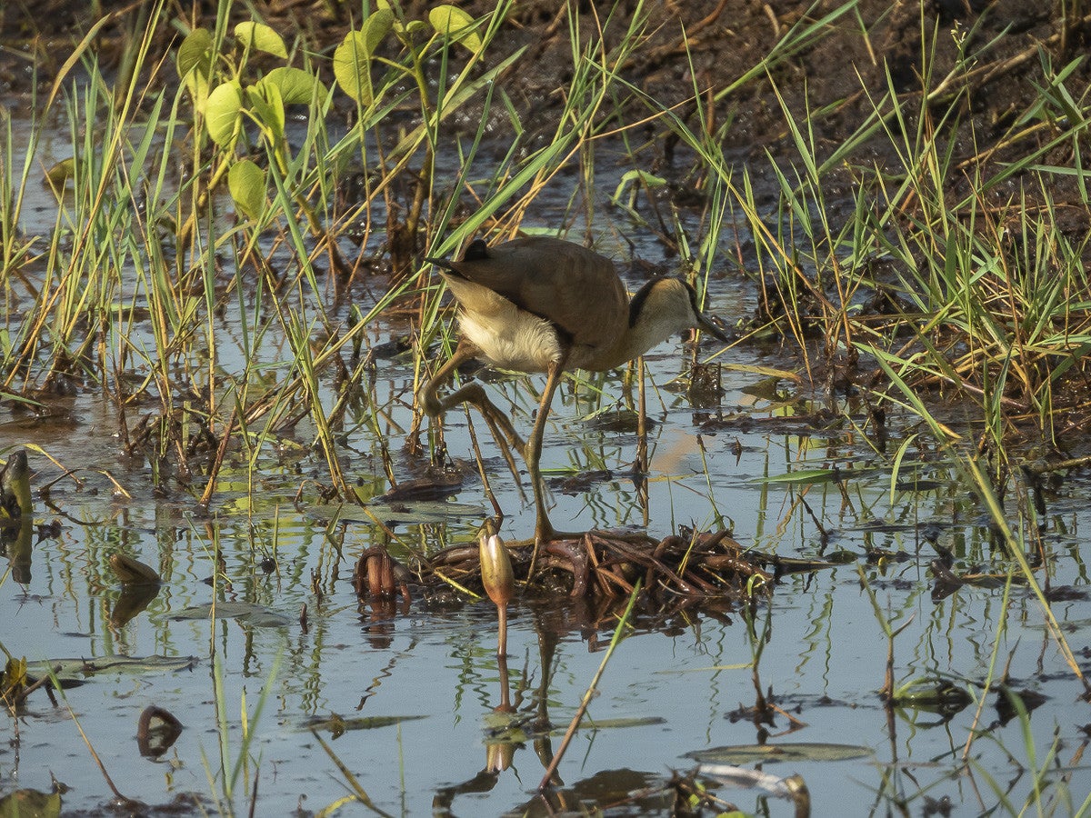 AfricanJacana_3586.jpg