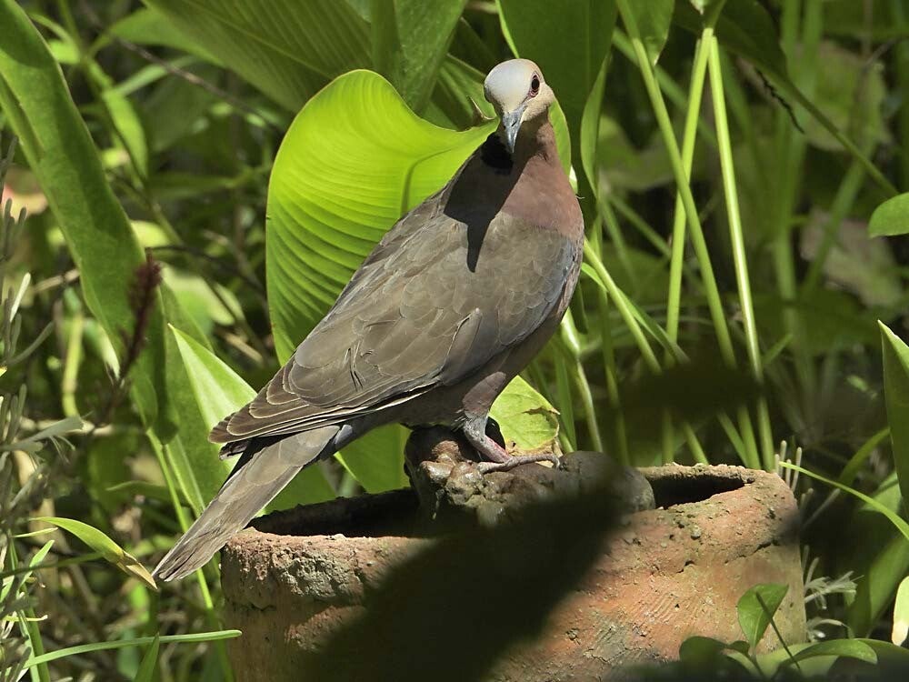 AfricanMorningDove_023.jpg