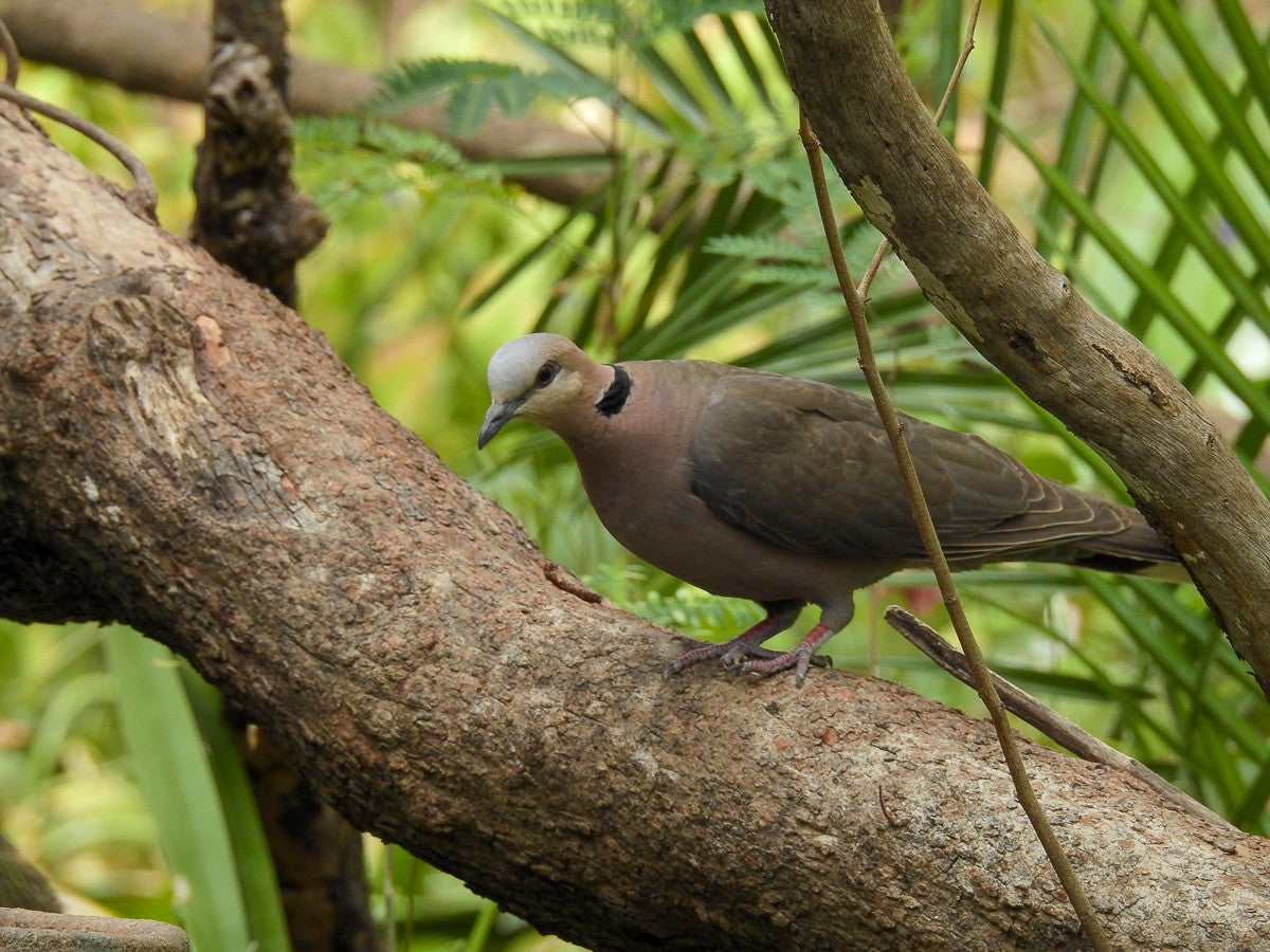 Birds
