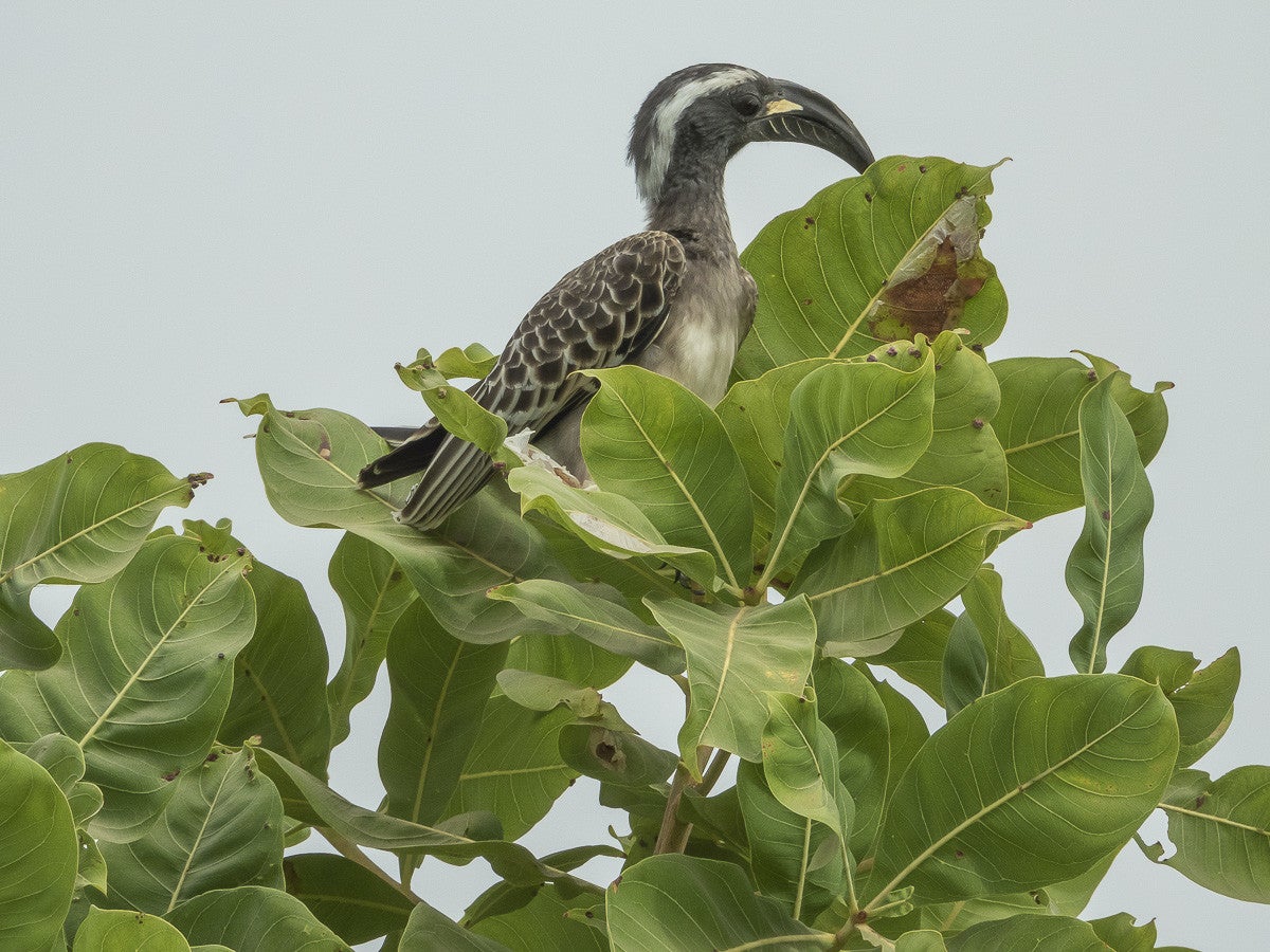 Africangreyhornbill_3935.jpg