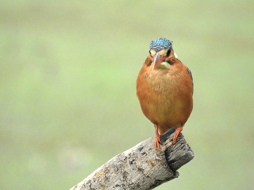 Africanpygmykingfisher_359-2.jpg