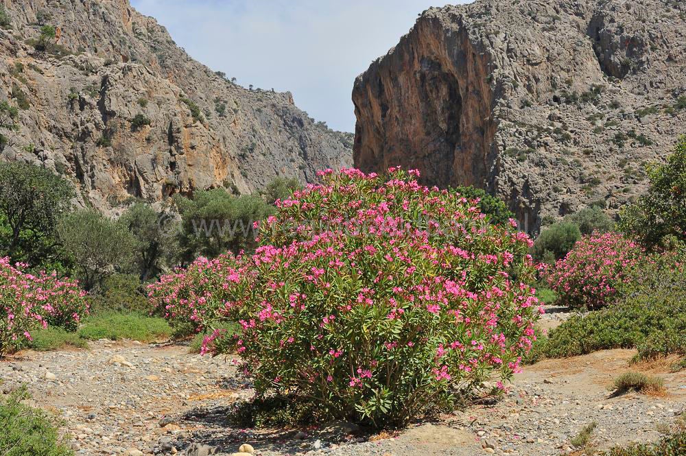 Agio_Farago_Gorge_001.jpg