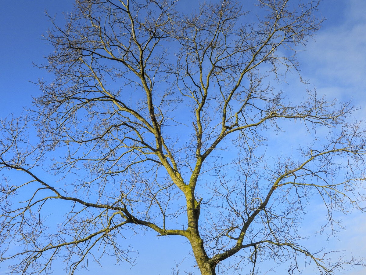 Akerwinde_006.jpg