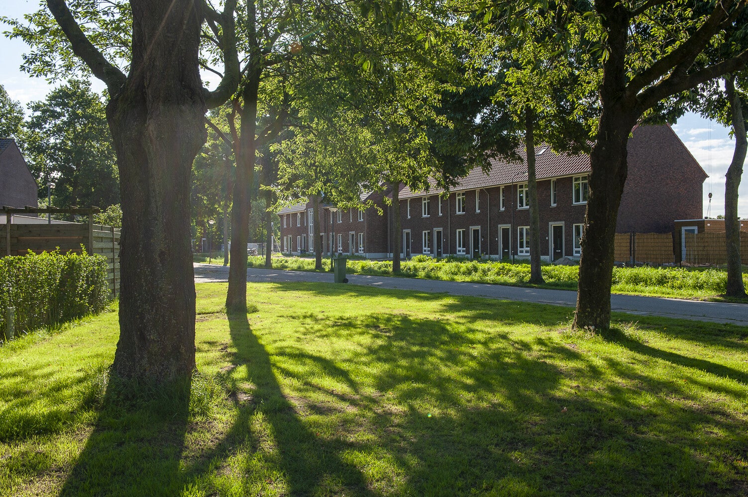 Akkerwinde - Gelderse Roos