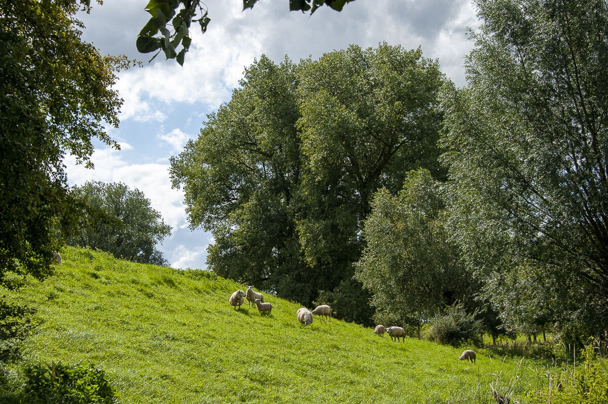 Alemschepad_031.jpg