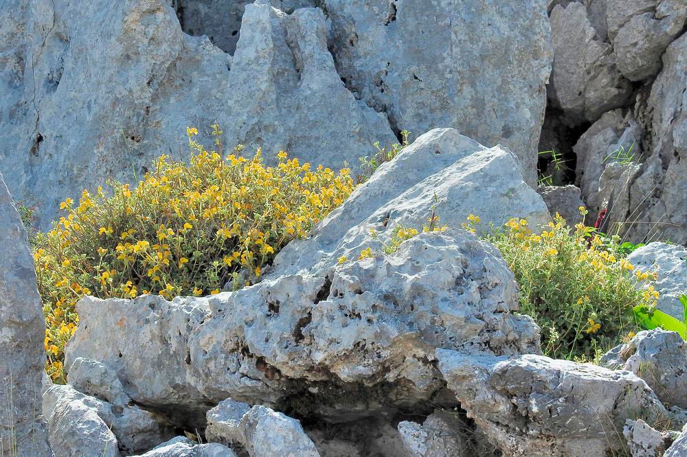 Ancient Minoan path