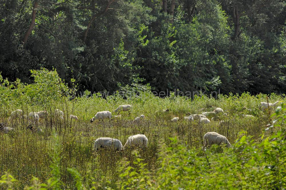 Appelseheide - Nijkerk