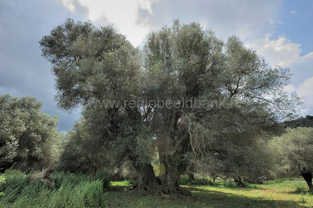 Apokoronas_2011008.jpg