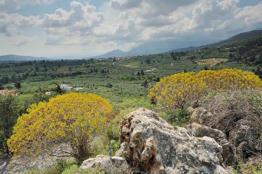 Apokoronas_2011032.jpg