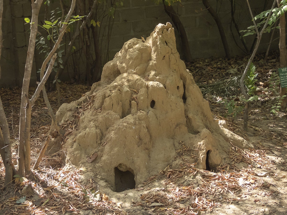 Arboretum_FarakunkuLodge_0903-2.jpg