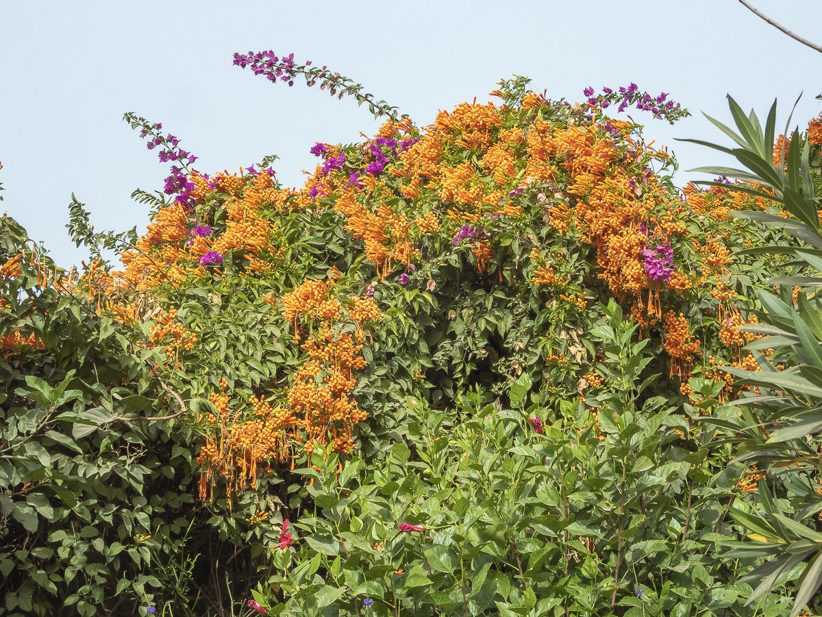 Arboretum_FarakunkuLodge_5080-2.jpg