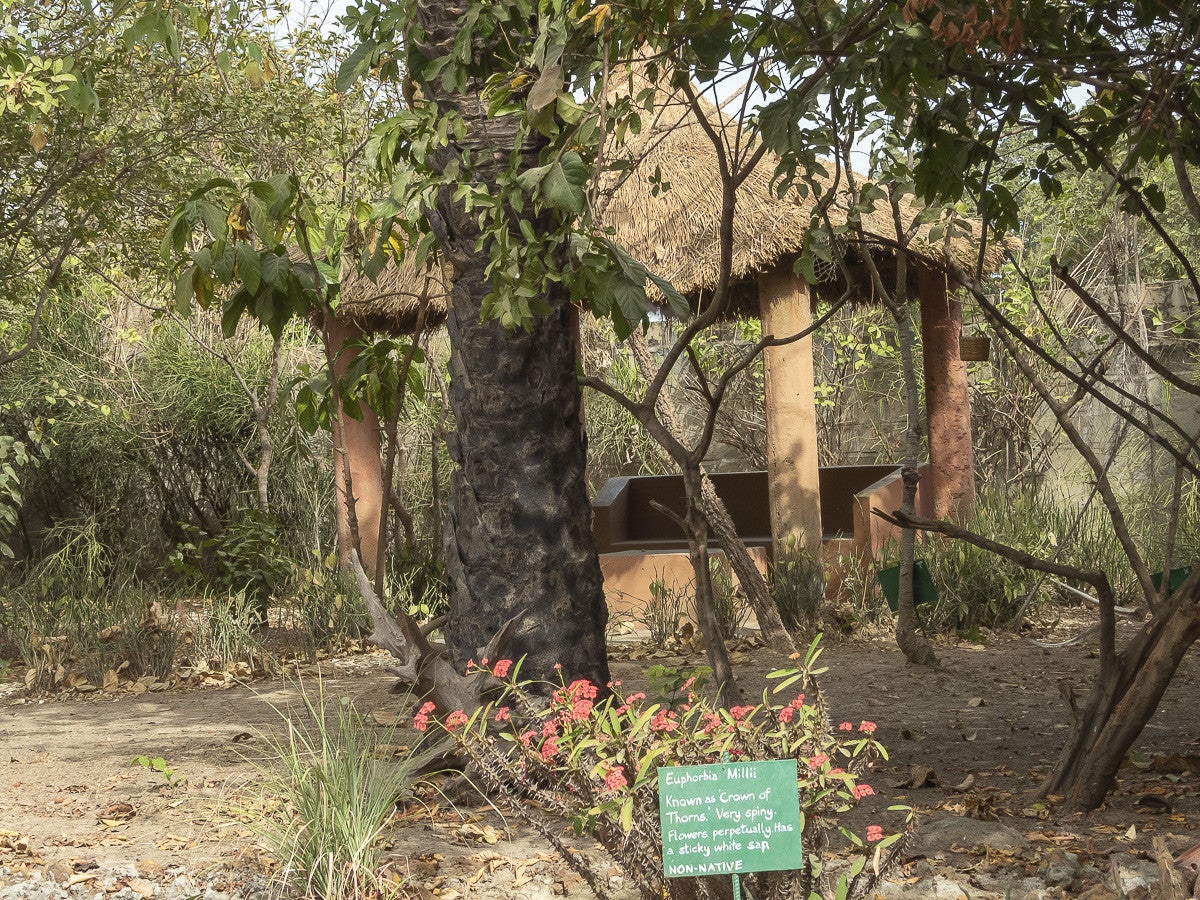 Arboretum_FarakunkuLodge_5098-2.jpg