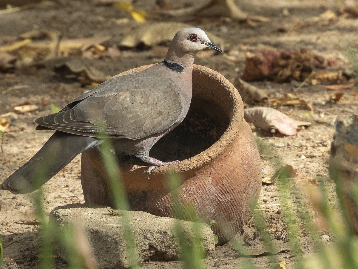 Arboretum_FarakunkuLodge_5103-2.jpg