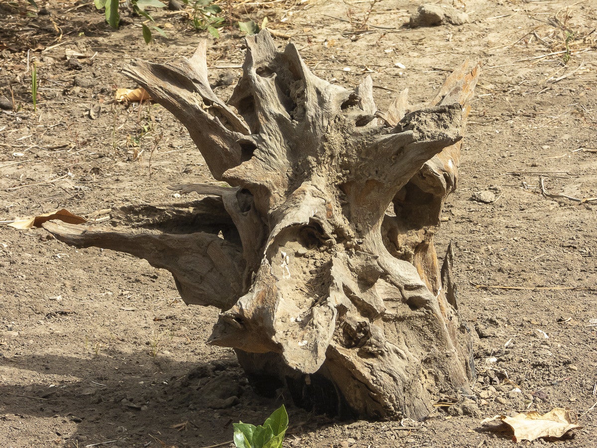 Arboretum_FarakunkuLodge_5115-2.jpg