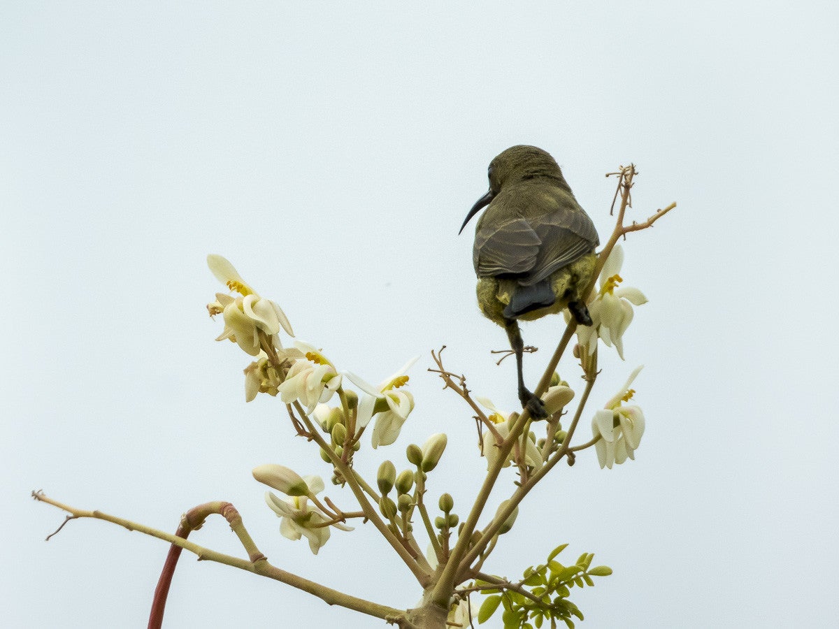 BaeutifulSunbird_3975.jpg
